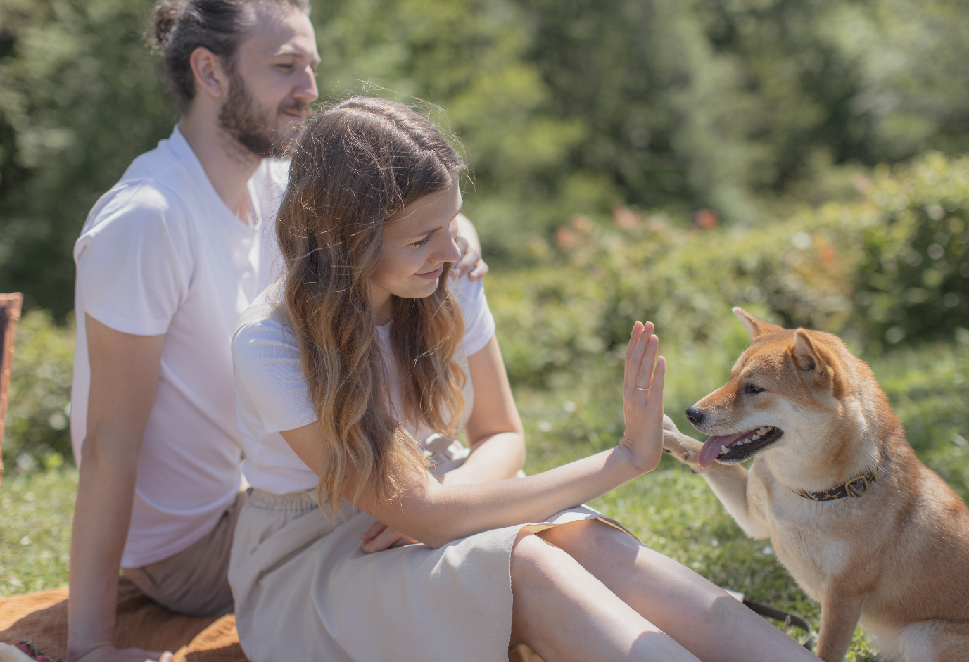 犬とのキャンプを成功させるヒント