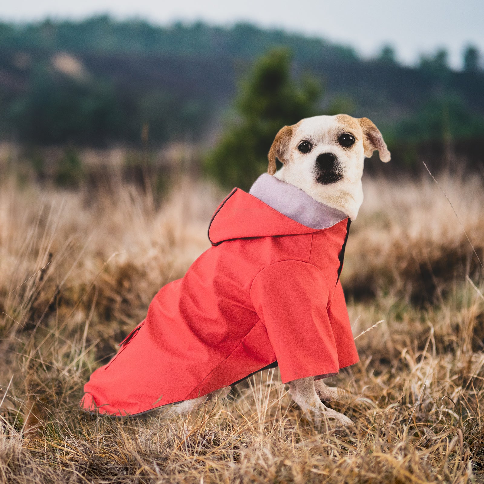 KingCamp 犬用レインコート 通気 帽子付